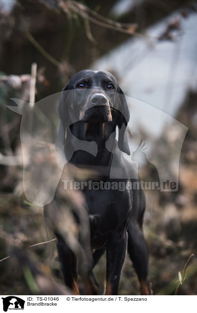 Brandlbracke / Austrian Black and Tan Hound / TS-01046