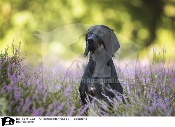 Brandlbracke / Austrian Braque / TS-01222