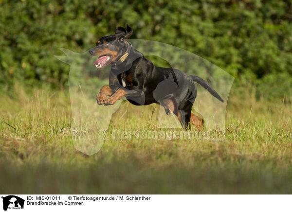 Brandlbracke im Sommer / Austrian Black and Tan Hound in summer / MIS-01011