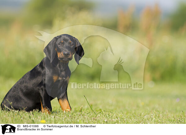 Brandlbracke im Sommer / Austrian Black and Tan Hound in summer / MIS-01086