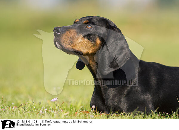 Brandlbracke im Sommer / MIS-01103