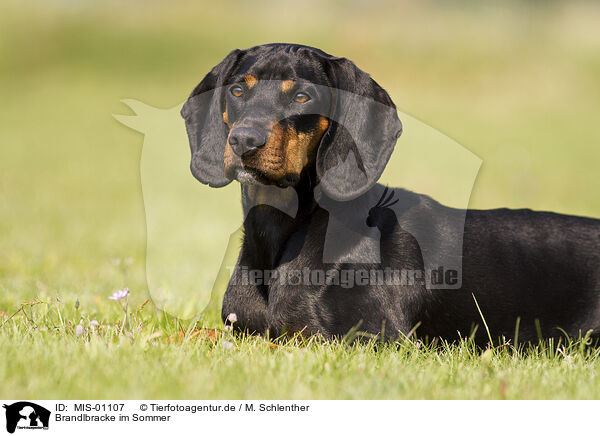 Brandlbracke im Sommer / Austrian Black and Tan Hound in summer / MIS-01107