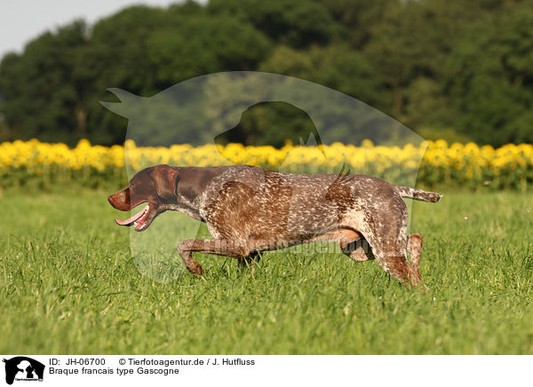 Braque francais type Gascogne / French Pointing Dog / JH-06700