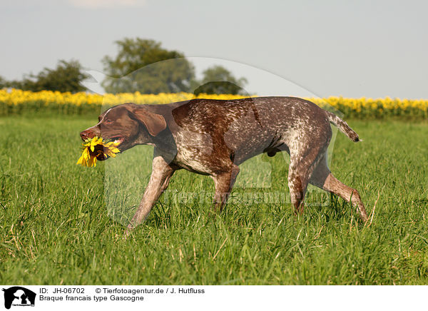 Braque francais type Gascogne / French Pointing Dog / JH-06702