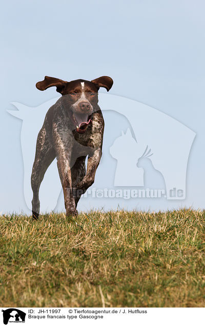 Braque francais type Gascogne / Braque francais type Gascogne / JH-11997