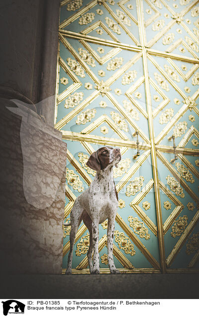 Braque francais type Pyrenees Hndin / PB-01385