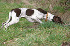 schnuppernder Braque Francais Type Pyrenees