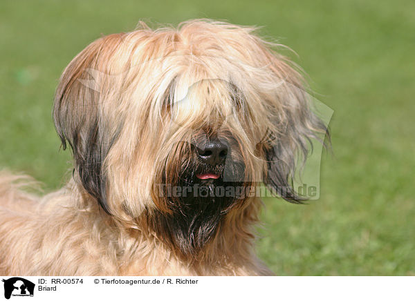 Briard / Berger de Brie Portrait / RR-00574