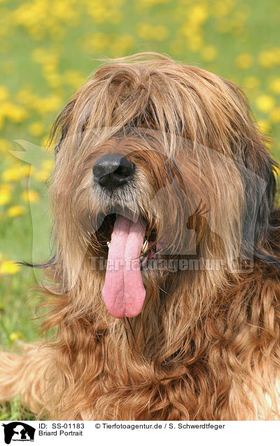 Briard Portrait / SS-01183