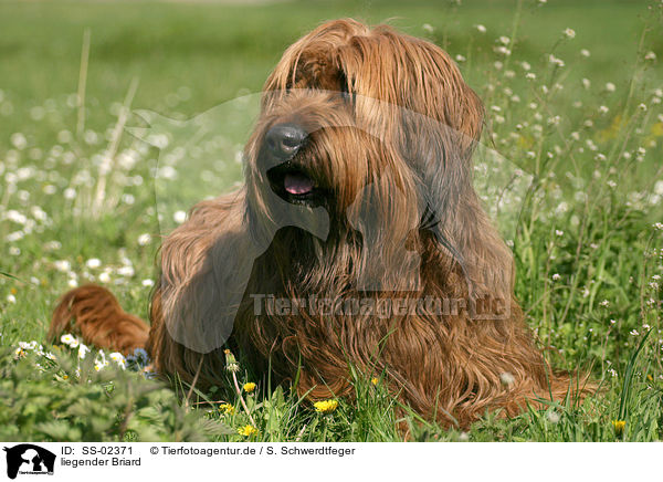 liegender Briard / lying briard / SS-02371