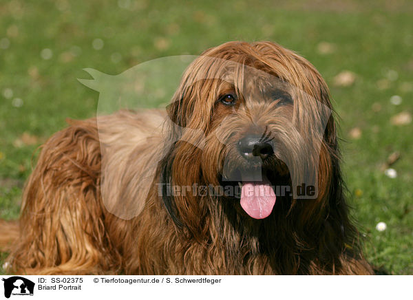 Briard Portrait / Briard Portrait / SS-02375