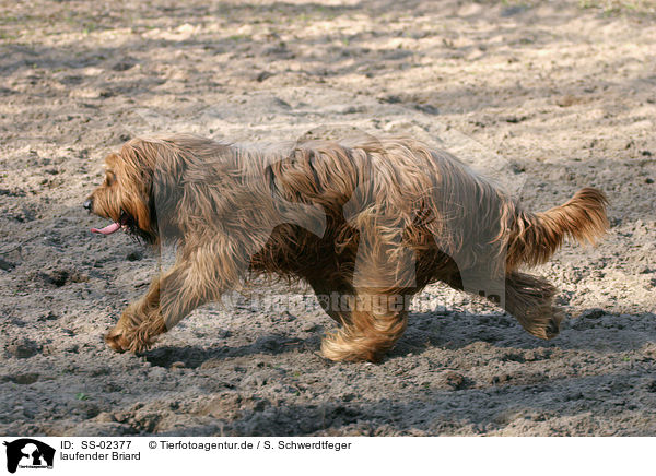 laufender Briard / walking briard / SS-02377