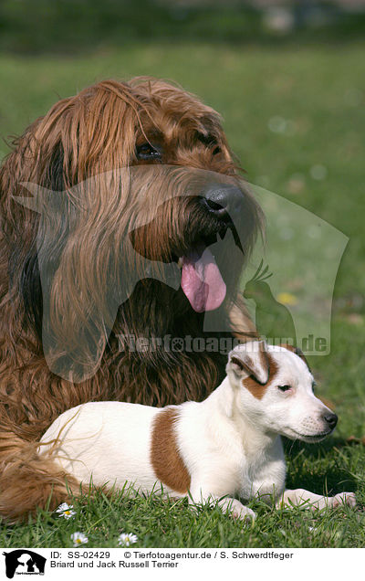 Briard und Jack Russell Terrier / SS-02429