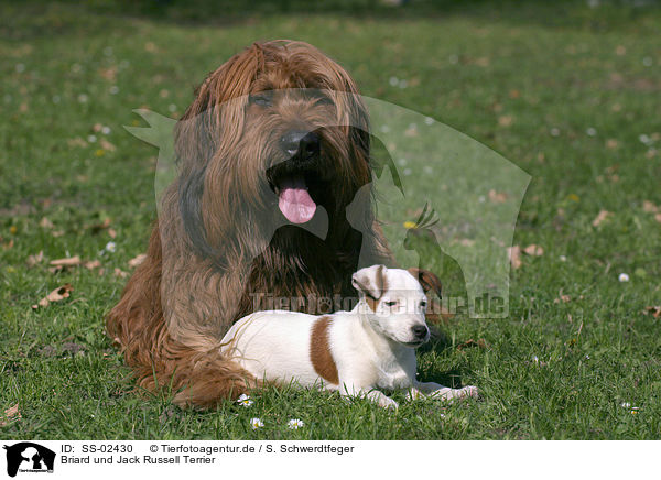 Briard und Jack Russell Terrier / SS-02430