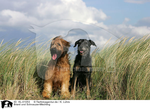 Briard und Schnauzer-Mischling / KL-01053