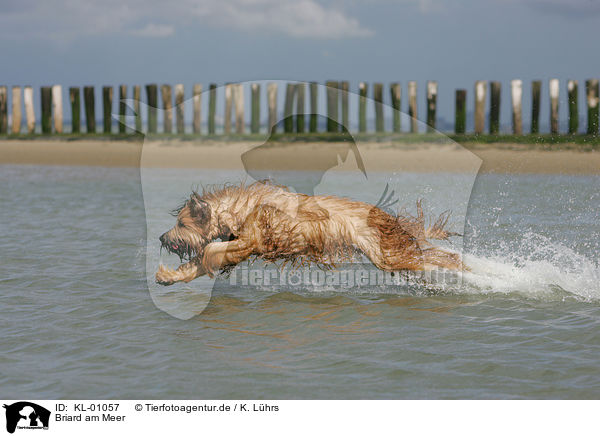Briard am Meer / KL-01057