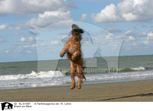 Briard am Meer / KL-01067