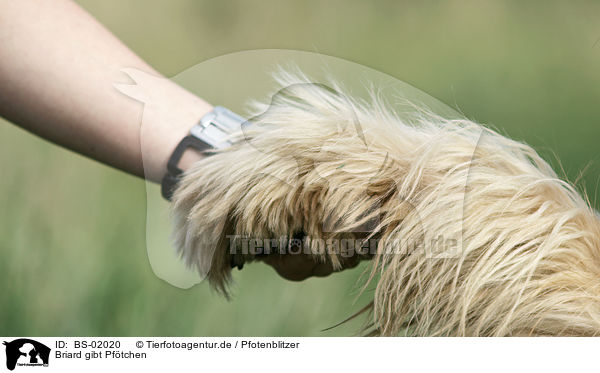 Briard gibt Pf�tchen / Berger de Brie gives paw / BS-02020