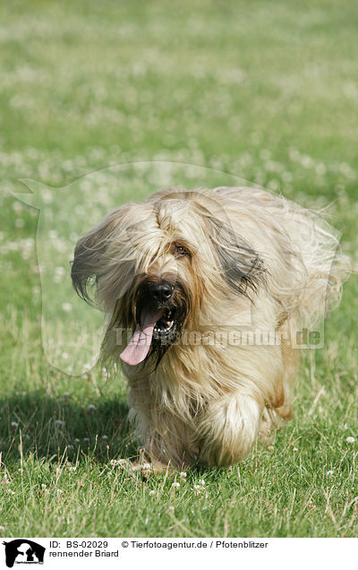 rennender Briard / running Berger de Brie / BS-02029