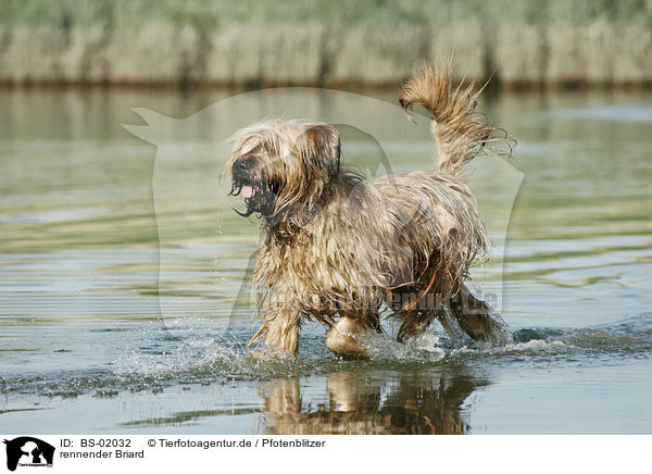 rennender Briard / running Berger de Brie / BS-02032