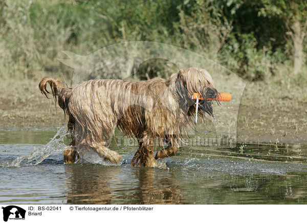 Briard / Berger de Brie / BS-02041