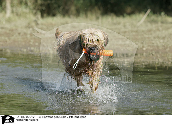 rennender Briard / running Berger de Brie / BS-02042