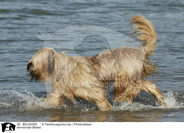 rennender Briard / running Berger de Brie / BS-02056