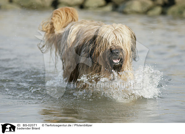 badender Briard / bathing Berger de Brie / BS-02071