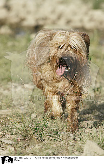 Briard / Berger de Brie / BS-02079