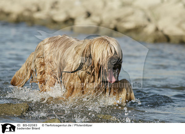 badender Briard / bathing Berger de Brie / BS-02083