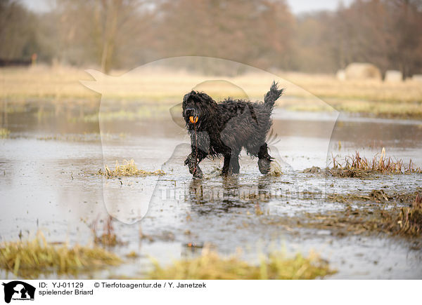 spielender Briard / playing Berger de Brie / YJ-01129