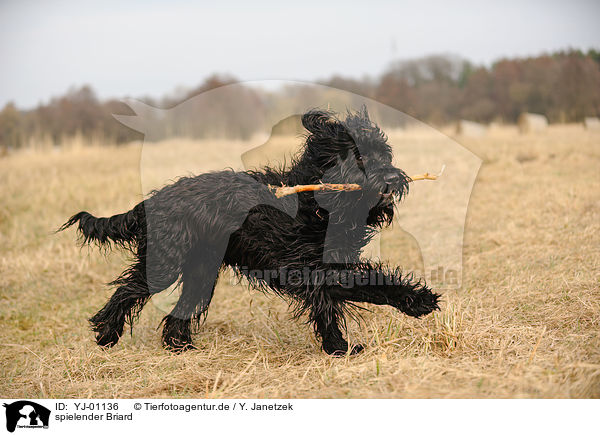 spielender Briard / playing Berger de Brie / YJ-01136