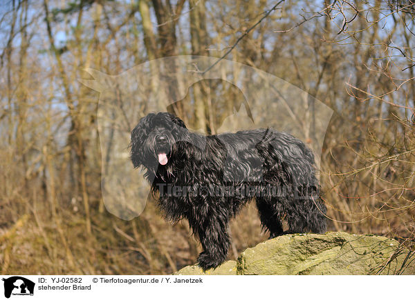 stehender Briard / standing Berger de Brie / YJ-02582