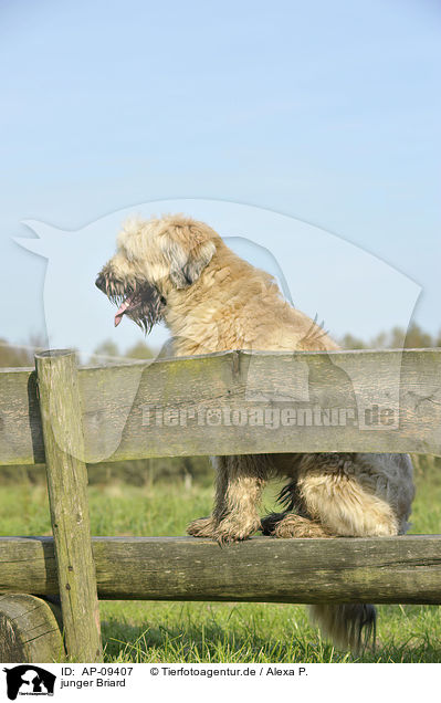 junger Briard / young Berger de Brie / AP-09407