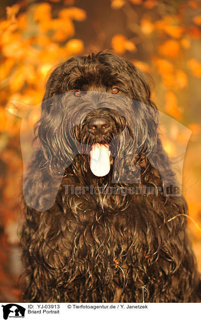 Briard Portrait / Berger de Brie Portrait / YJ-03913