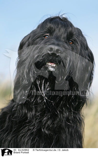 Briard Portrait / Berger de Brie Portrait / DJ-02862