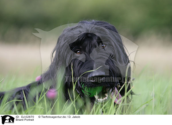 Briard Portrait / Berger de Brie Portrait / DJ-02870