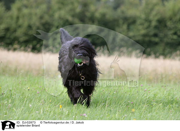 spielender Briard / playing Berger de Brie / DJ-02873