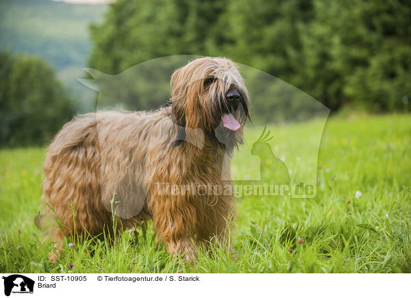 Briard / SST-10905