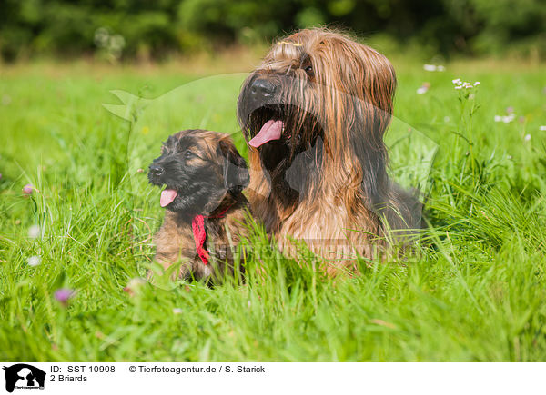 2 Briards / SST-10908