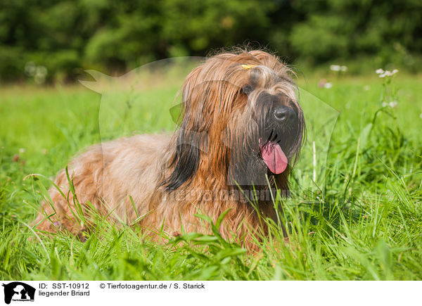 liegender Briard / SST-10912