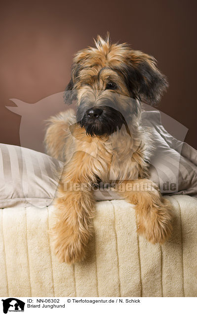 Briard Junghund / young briard / NN-06302
