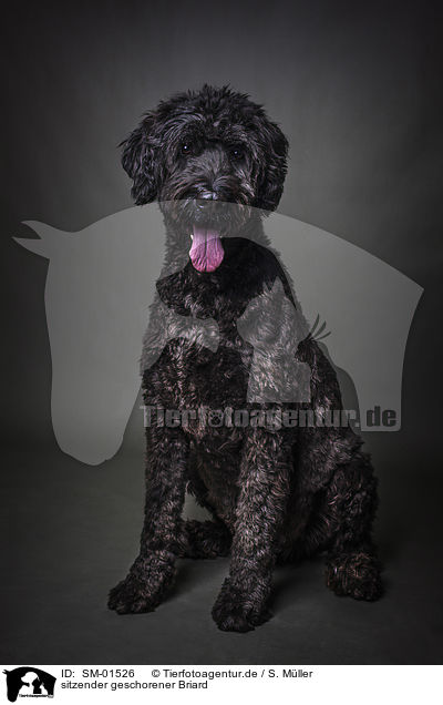sitzender geschorener Briard / SM-01526
