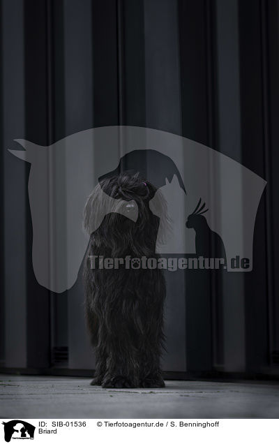 Briard / SIB-01536