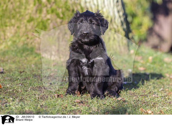 Briard Welpe / Briard Puppy / JM-09610