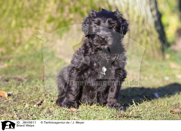 Briard Welpe / Briard Puppy / JM-09611