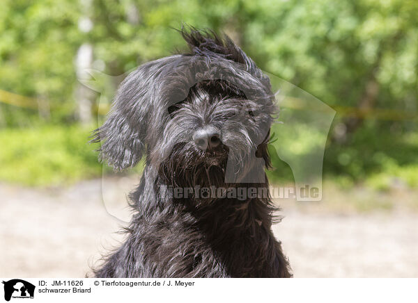schwarzer Briard / black Berger de Brie / JM-11626