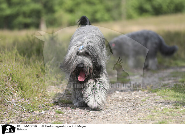 Briards / JM-16656