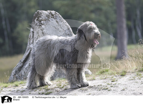 Briard / Berger de Brie / JM-16665