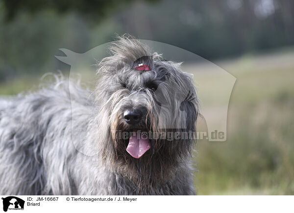 Briard / JM-16667